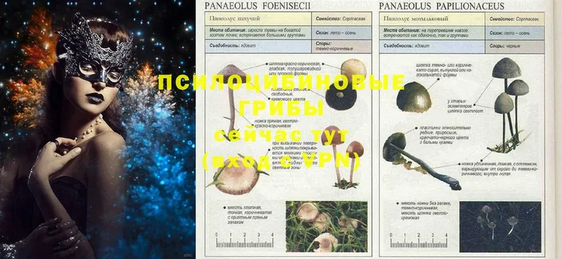 kraken зеркало  Чишмы  Галлюциногенные грибы Psilocybine cubensis  дарнет шоп 